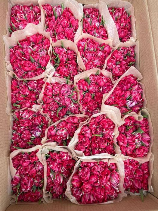 Тюльпаны к 8 Марта: минимум затрат – максимум дохода!