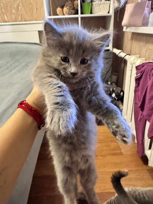 Кошечки в добрые руки