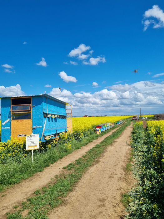 Vand miere Floarea-soarelui si produse apicole