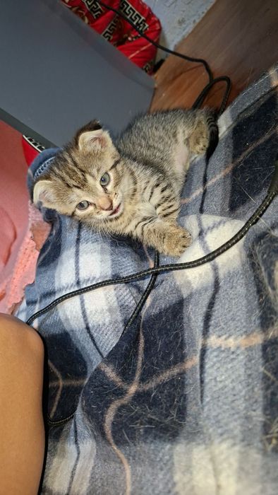 Отдам Котят в добрые руки