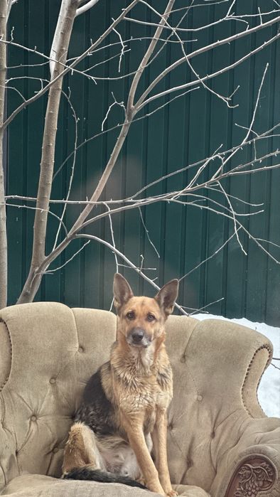 Немецкая овчарка