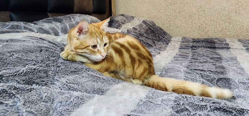 Мушук эркак зотдор соглом бакувват чиройли ва аклли сотилади.