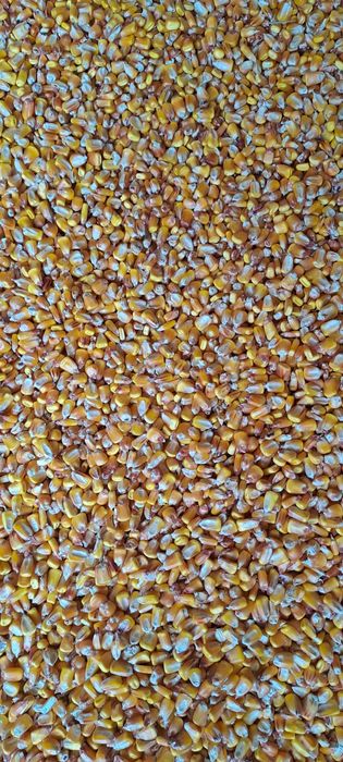 Vand porumb si grau vrac