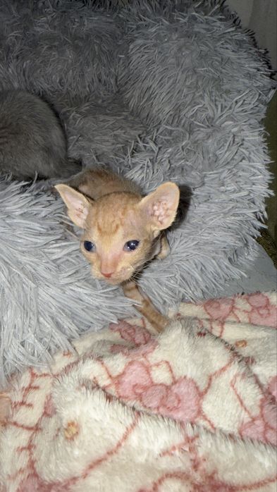 Котята канадского сфинкса