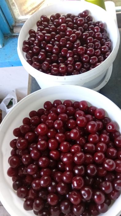 Продам вишню, свежесобранная