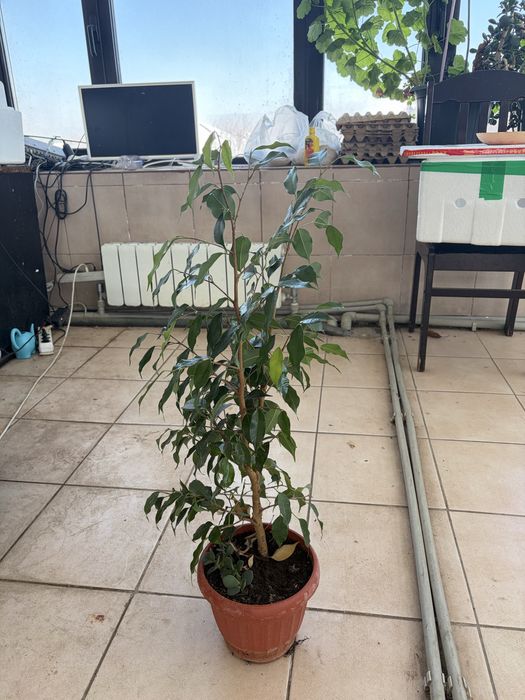 Цветы комнатные разные