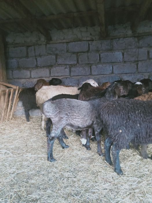 Продам баранов на Курбан Айт