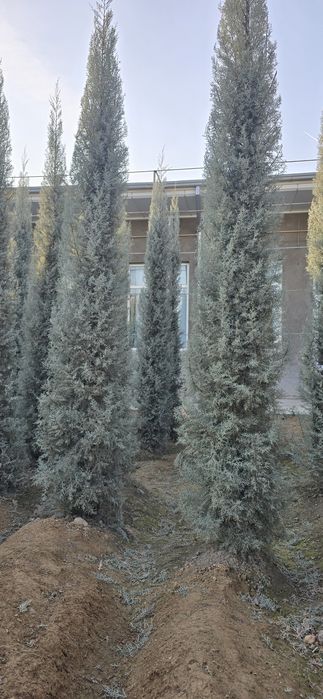 Кепарис аризоника