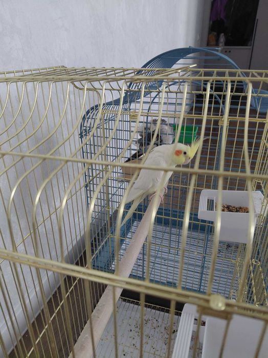 Попугаи карелла  продам в одни руки