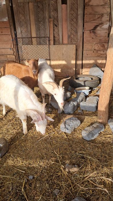 Vand capre tinere gestante