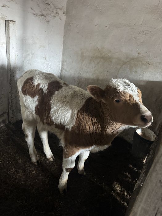 Продам бычка