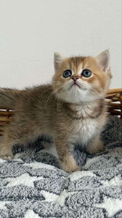 British shorthair - Femela