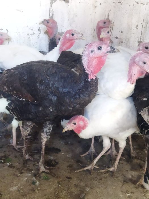 Продам куры домашние