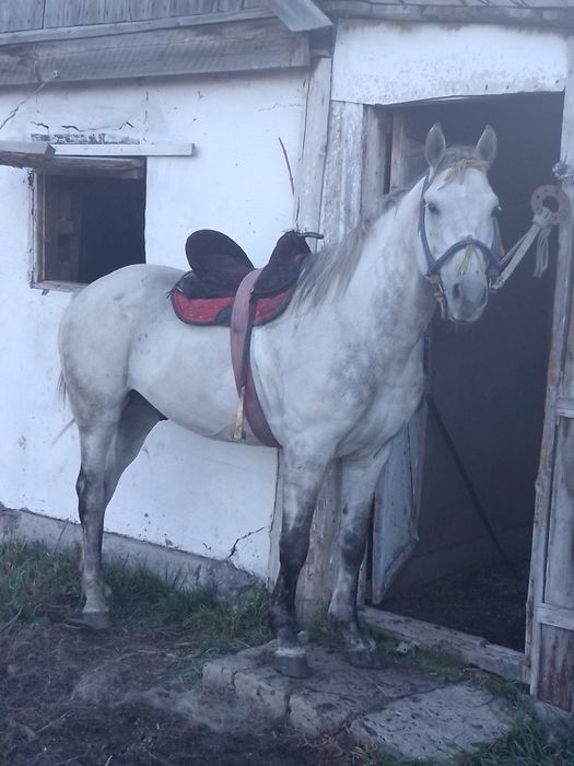 Продам айгыр 8жасар