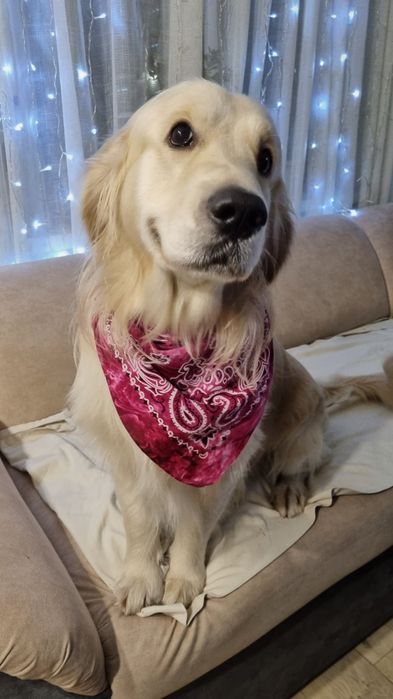 Вязка золотистого ретривера .