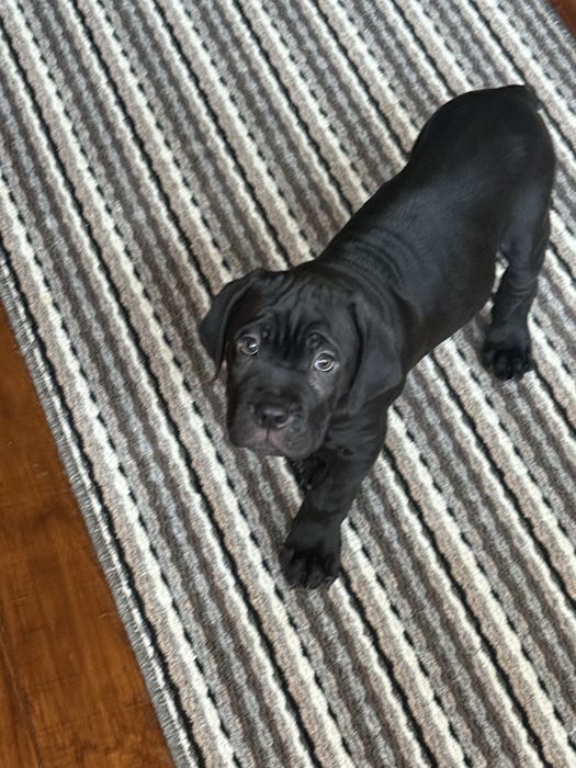 Кане Корсо / Cane Corso