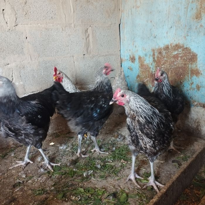 Продам куры домашние