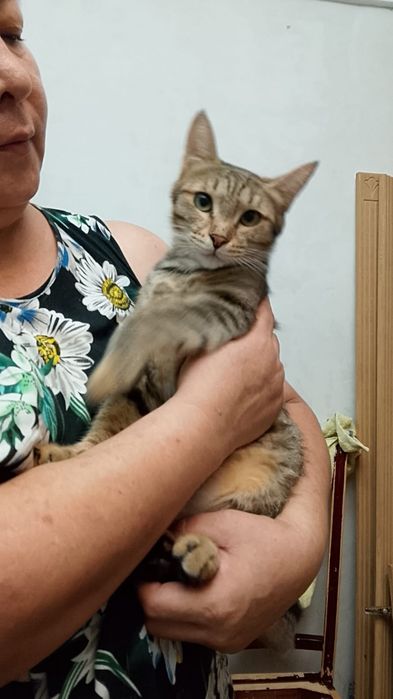 Кошка в добрые руки