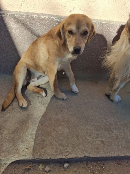 Donez căței aprox. 5-6 luni, talie mică.