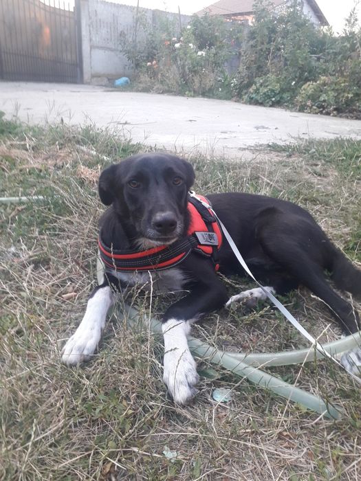Donez cățelușă prietenoasă, jucăușă și iubitoare