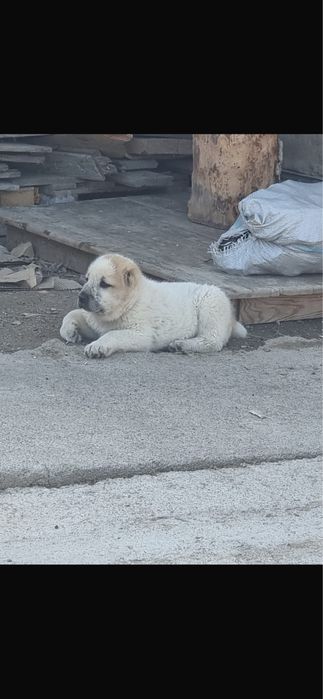 Алабай күшік 1,5 айлық