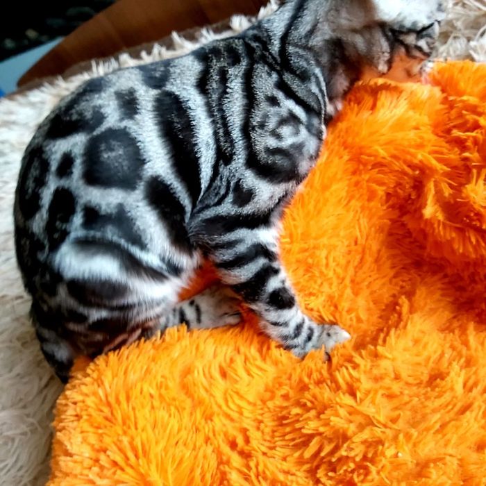 Бенгалы - Детки и Подростки - Серебро