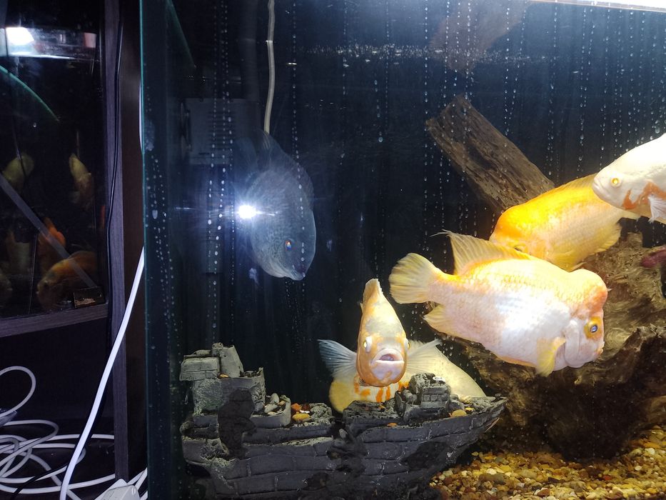 Американские цыхлиды