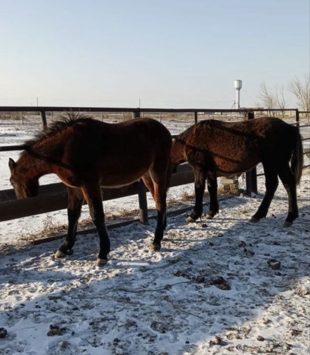 Жылкы соғым 2900
