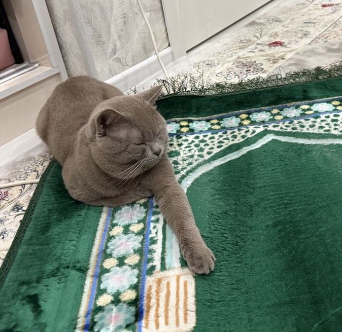 Продаётся британский кот, 2 года
Породистый британский короткошёрстный