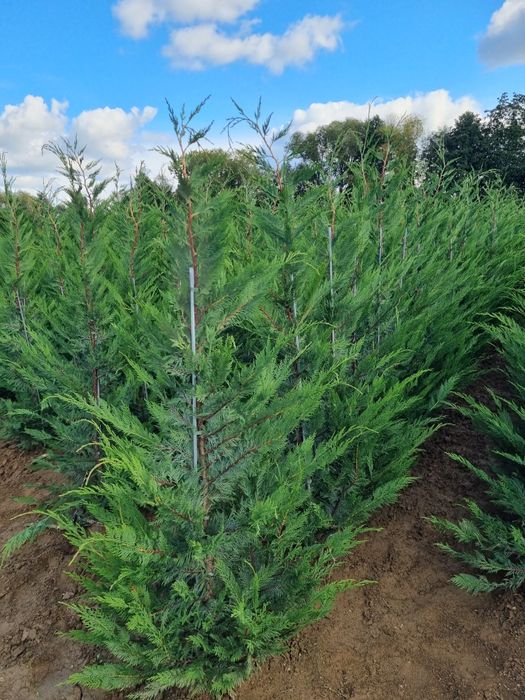 Chiparos Leyland altoit, ideal pentru gard viu dens și cu creștere rap