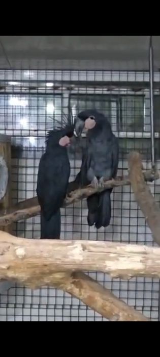 Галиаф на прадажу