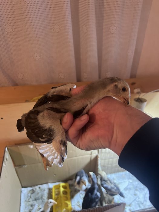 О шамо цыплята дакан бойцовые