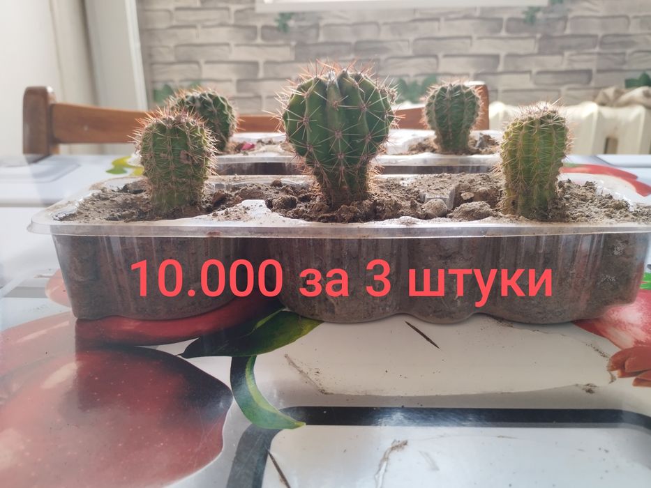 Срочно продам кактусы эхинопсис