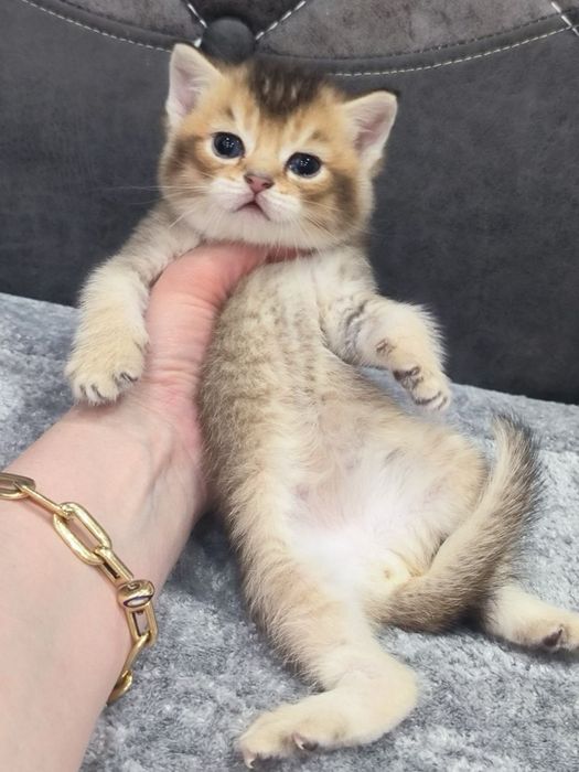 Котята шиншиллы фолды