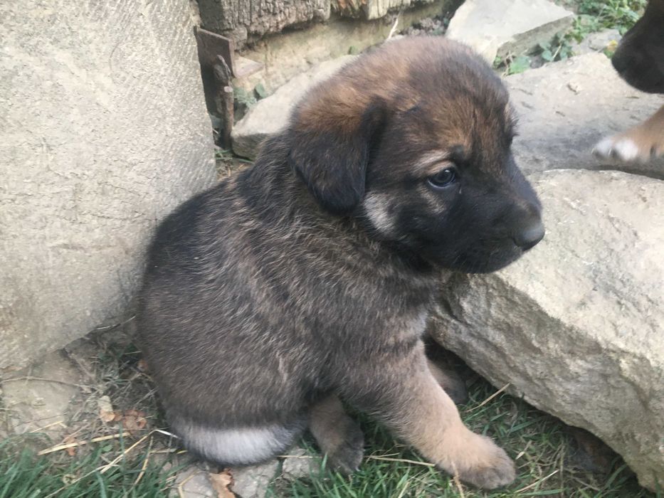 Donez căței metiși ciobănesc belgian