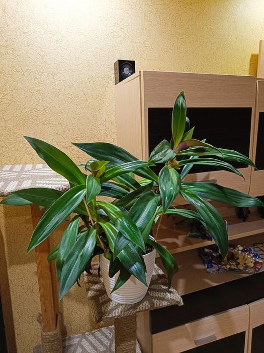 Продам цветок Рео