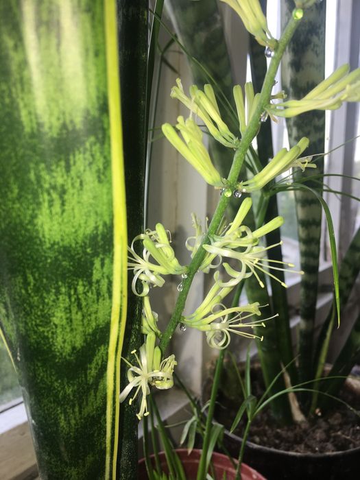 Цветы для дома и офиса