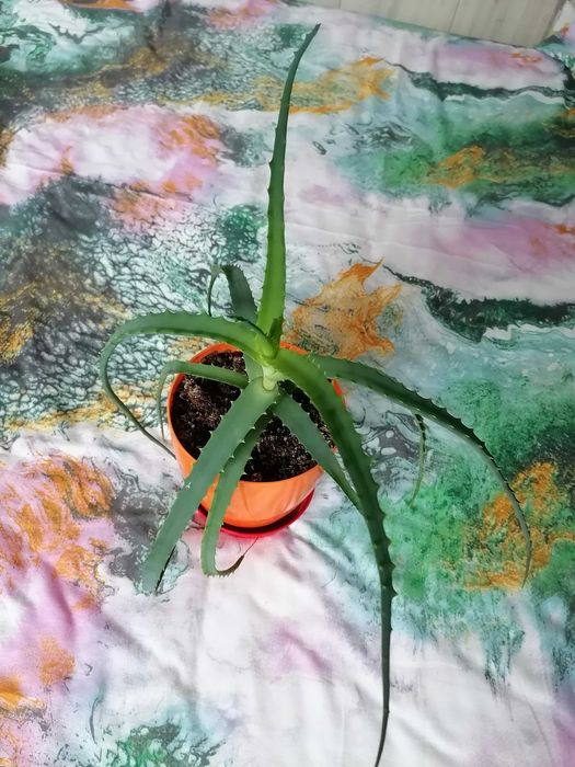 Алое,Холандско и българско индришета