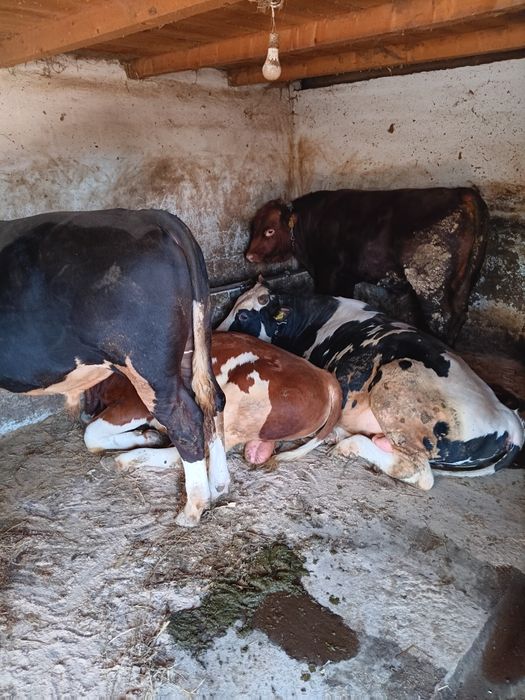 Vând taurasi de la 300 de kg până la 500 de kg. Preț 25 de lei  pe kg