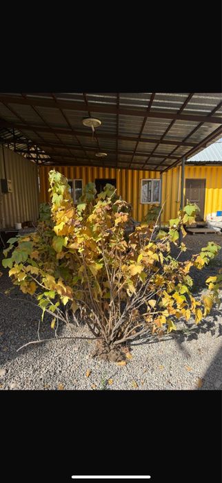 Малинк смородина Ежемалина