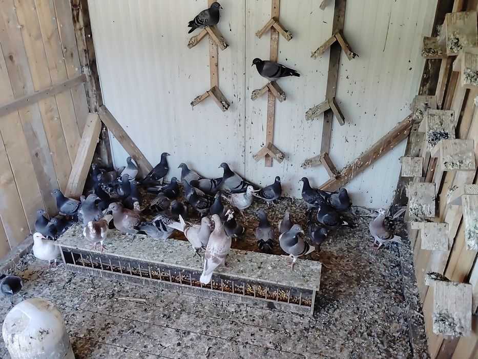 Vând porumbei voiajori