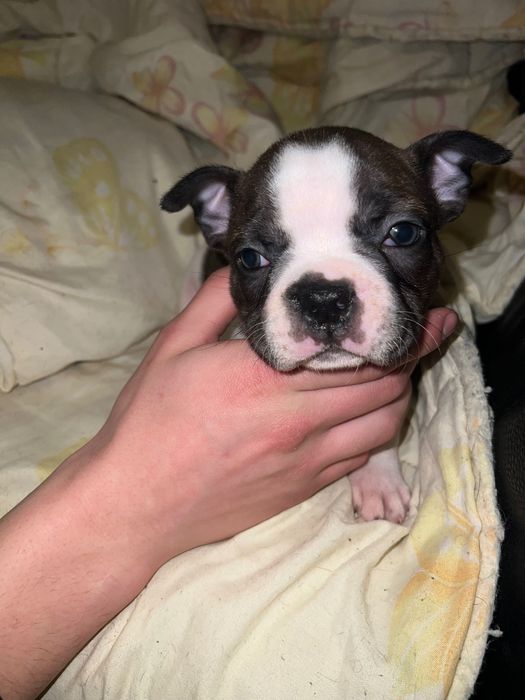 Търсим си любящи семейства