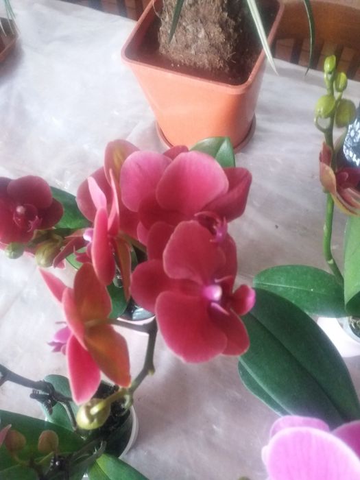 Продам комнатные цветы Архидея
