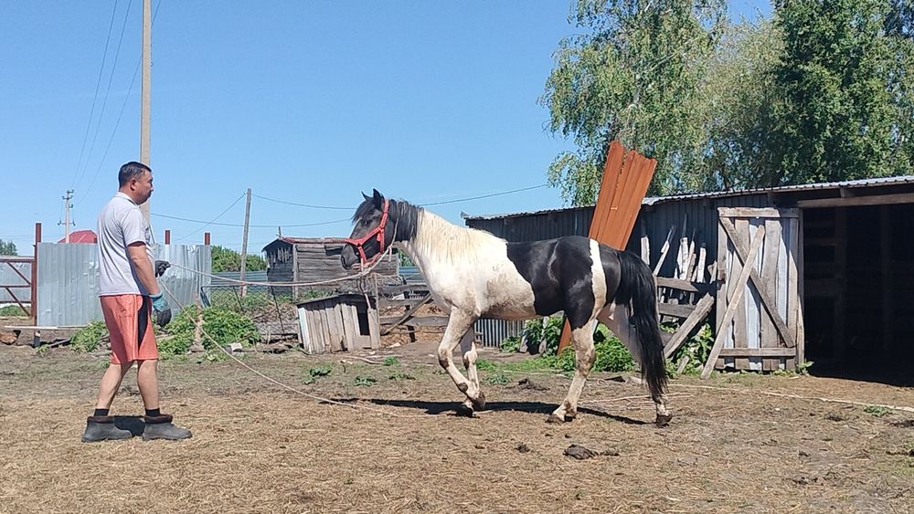 Жеребчик 2,2 года