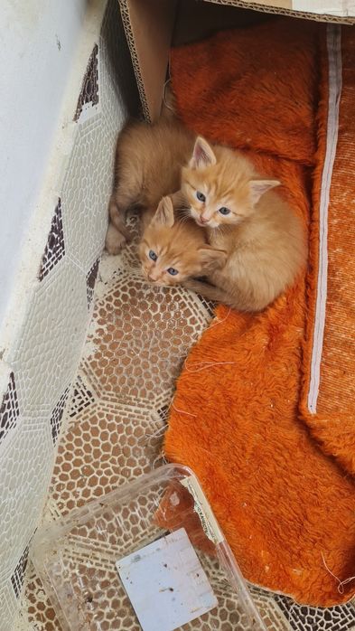 Котета 3бр. налични