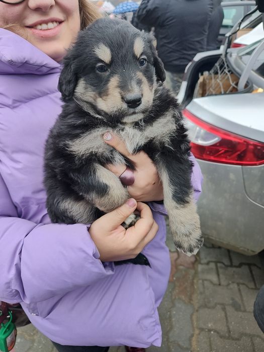 Căței de talie mare