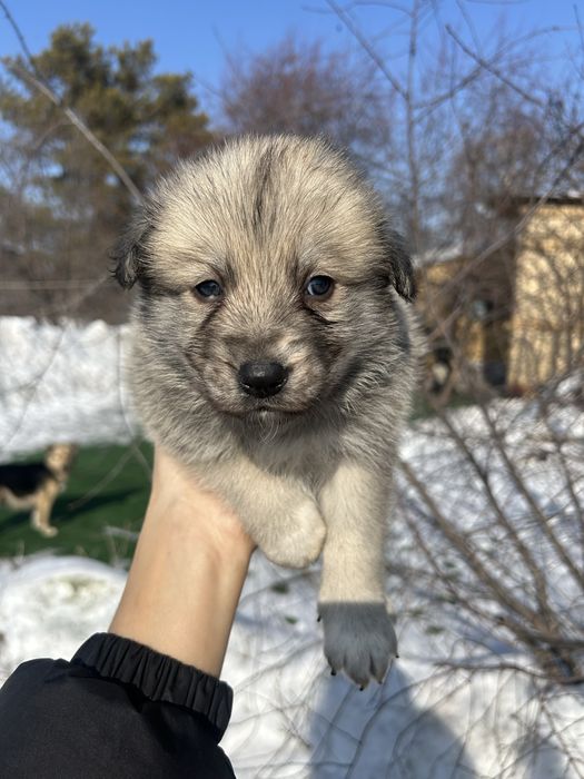 Отдам щенят бесплатно