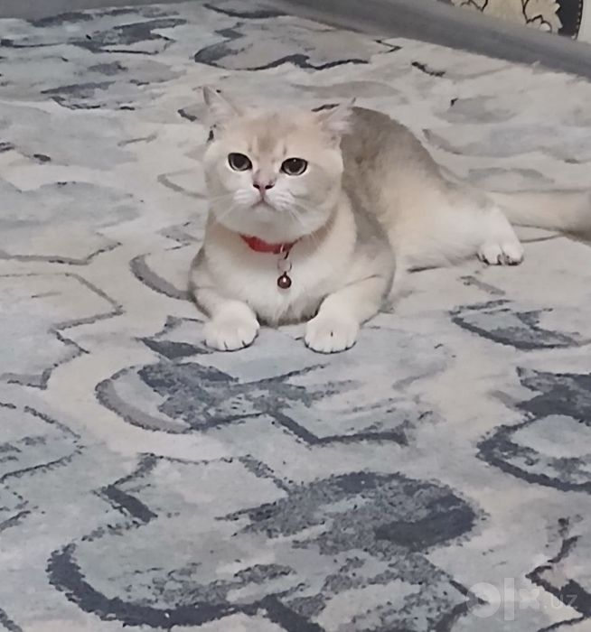 Продаётся кот породистый