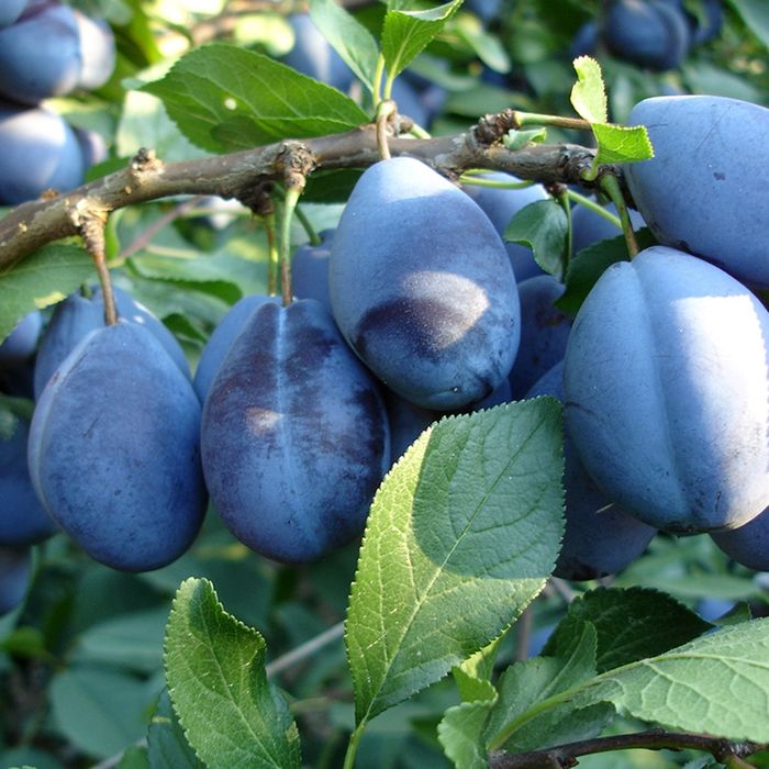 Продам плоды Чернослив