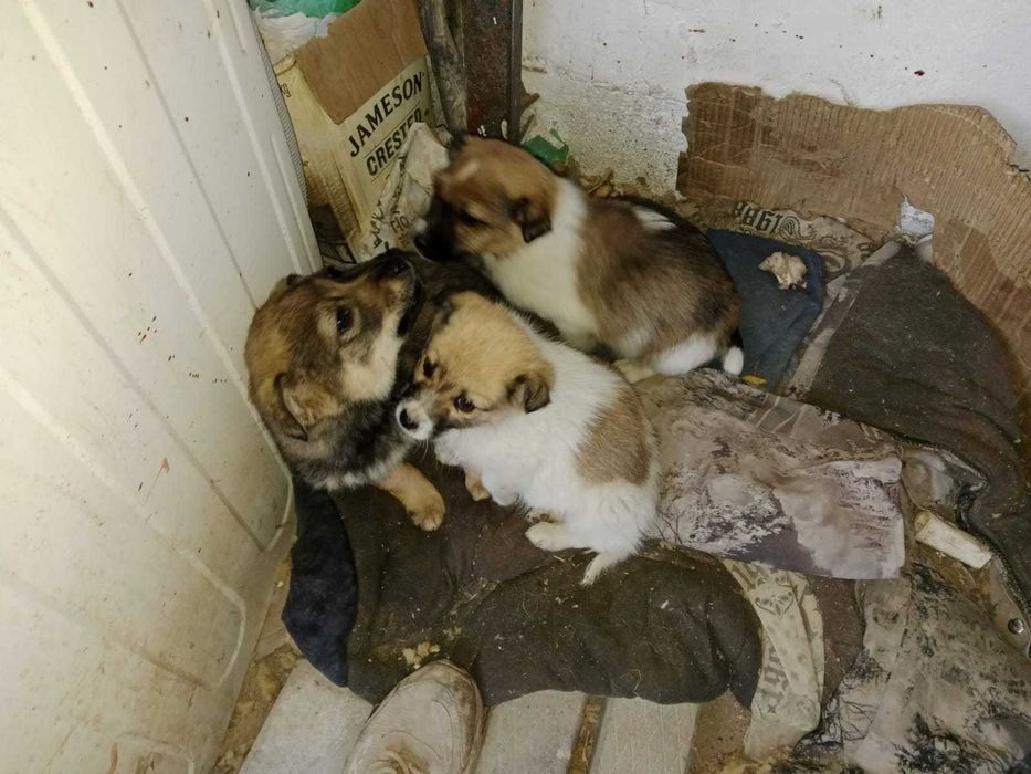 Маленькие звонки в добрые руки